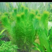 新手水草懒人鱼缸水草自带水草，坨草品种很全小坨4厘米大坨8厘米