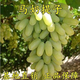 无核马奶提子葡萄苗 大新疆无籽白牛奶葡萄树苗 盆栽爬藤四季种植