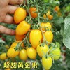 超甜黄金果樱桃番茄种子西红柿种籽圣女果苗春季四季超甜生吃种孑