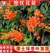 爬藤植物炮仗花苗盆栽，四季常绿爬藤植物，攀爬植物庭院围墙垂吊花苗