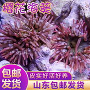 樱花海葵小丑鱼海葵海缸软体珊瑚绿奶嘴海葵紫点白海葵公主葵