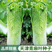 天津青麻叶大白菜种子种籽四季秋冬季蔬菜籽绍菜山东小大白菜种孑