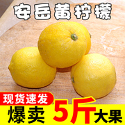 四川安岳黄柠檬(黄柠檬)新鲜水果柠檬一级当季5斤柠檬果汁原材料整箱