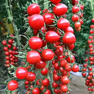 红圣女果种子樱桃小番茄高产蔬菜西红柿种籽孑盆栽黄圣女果蔬菜籽