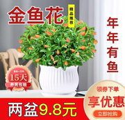 金鱼吊兰盆栽带花苞花卉，植物室内花好养活常青绿植茉莉花四季开花