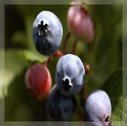 蓝莓苗当年结果地栽盆栽蓝莓苗兔眼蓝莓园蓝水果健康水果