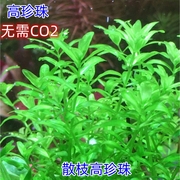 日本珍珠草自养水下叶中后景草缸造景无需二氧化碳好养高珍珠水草