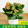 室内阳台桌面盆栽花卉观花植物重瓣长寿花成品当季开花苗