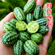拇指西瓜种子种籽春秋季迷你小黄瓜，四季播阳台盆栽水果可吃蔬菜孑