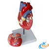 人体心脏解剖模型，心脏模型心脏教学教具