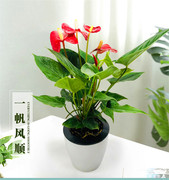 红掌盆栽粉掌白掌一帆风顺室内办公室桌面，水培植物好养四季开花
