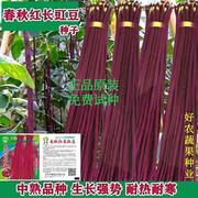 春秋红豆角种子紫色红色豆角，豆角孑高产长四季豆耐寒耐热架长豇豆