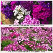 大花瓜叶菊花种子花卉种子，盆栽室外富贵菊种子，四季花种子花籽