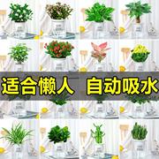 绿萝吊兰多肉发财树花卉盆栽植物办公室内小绿植去除甲醛水培好养