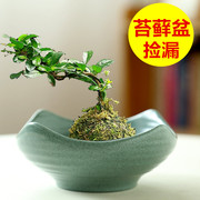 款苔藓球花盆陶瓷，中式亚光桌面摆件，水培米竹菖蒲水培器皿盆托
