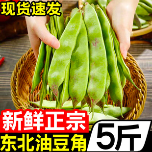 东北油豆角5斤黑龙江新鲜现摘蔬菜一点红油豆角九月青整箱10