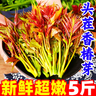 云南新鲜头茬香椿芽4斤新鲜香春芽香椿叶春芽菜香春菜红油香椿苗