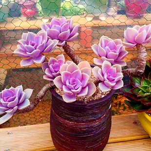 紫珍珠红心莲多肉植物室内组合小花卉四季盆栽套餐办公桌绿植