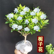 小叶栀子花盆栽夏季开花浓香花卉绿植独杆牡丹栀子花室内阳台植物