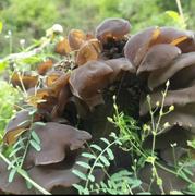 康县黑木耳高山椴木黑木耳原生态青冈木耳食用农家春木耳干货