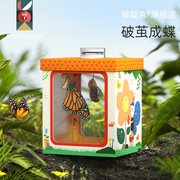 儿童破茧成蝶昆虫养殖益智蝴蝶，观察盒子玩具，蛹单独发