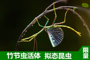 活体宠物昆虫叶子虫叶䗛竹节虫另类宠物巨扁卵吃芭乐月季玫瑰叶子