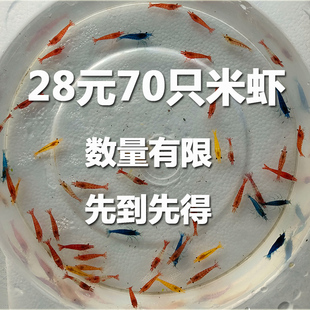 观赏虾米虾活体套餐，淡水工具除藻极火虾蓝宝石樱花虾宠物虾粮