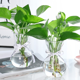 二件套水培植物绿箩室内吊兰盆栽花卉绿植，水养吸甲醛净化空气