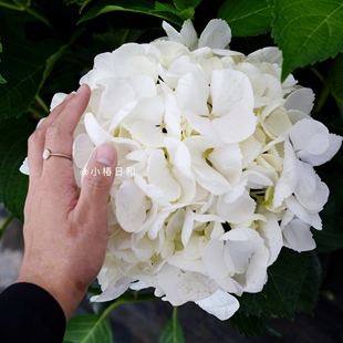 小椿日和埃米尔穆伊莱夫人，无尽夏新娘(夏新娘)白色，大花绣球阳台庭院花卉