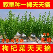 枸杞菜苗树苗盆栽植物，室内南方食用大叶，枸杞新鲜高产四季蔬菜种植