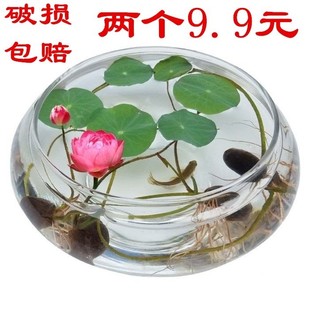 水培玻璃花瓶透明碗莲荷花，铜钱草盆缸养睡莲的专用花盆鱼缸植物器