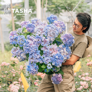 塔莎的花园 绣球综合大花圆锥绣球耐阴开花室外阳台花卉盆栽