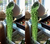 多肉植物珍珠吊兰，盆栽室内花卉佛珠吊兰净化空气阳台绿植