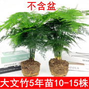 大文竹盆栽植物花卉四季常青净化空气吸甲醛，桌面绿植办公室内盆景