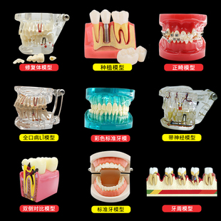 牙科教学牙模型模具全口正畸牙齿模型标准模型可拆卸齿科口腔成人
