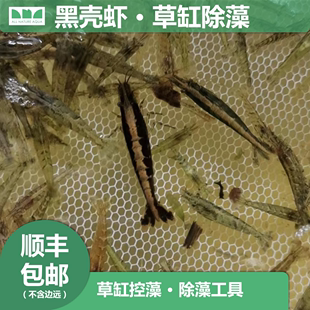 艾伦的水草造景 黑壳虾草缸控藻除藻工具淡水水草鱼缸活体虾河虾