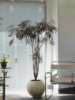 造型孔雀木北欧风书房观叶盆栽，大型室内外好养吸甲醛净化空气绿植