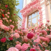 3颗5年蔷薇花苗多花本藤月季，庭院阳台爬藤玫瑰，苗四季开花盆栽植物