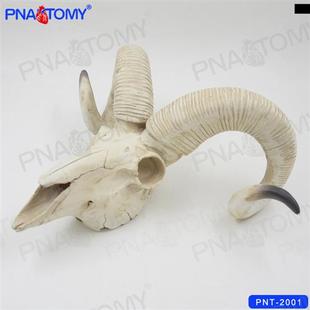 .羊头骨模型美术素描o模型静物树脂动物头颅骨模型一比一大小