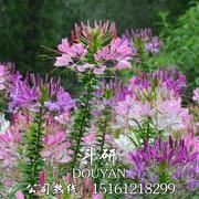 醉蝶花种子混色紫色粉色，高杆花海花籽花种籽四季易活庭院蜜源