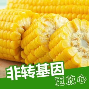 正宗东北黄糯玉米段低脂甜玉米真空零食出口转内销