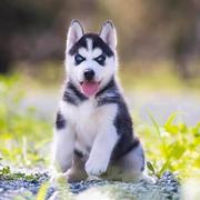纯种阿拉斯加幼犬巨型阿拉斯加犬哈士奇雪橇犬萨摩耶幼犬微笑天使