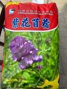 紫花苜蓿种子四季牧草种籽籽草种1