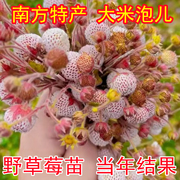 云贵川农村野生黄毛草莓菠萝莓苗20棵大米泡儿白泡地泡儿瓢子小苗