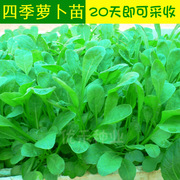 萝卜苗种子专吃茎叶叶缨子四季小青菜种籽芽苗菜阳台盆栽蔬菜种孑