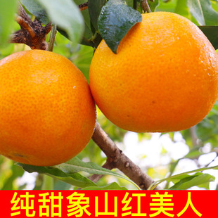 正宗象山红美人柑橘新鲜橘子爱媛28号果冻橙蜜桔子水果5斤礼盒装