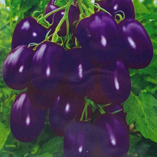 荷兰紫番茄种子盆栽紫色小番茄种子圣女果蔬果种子早熟种子