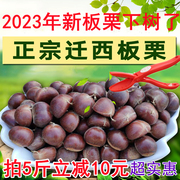 2023年新货迁西板栗生新鲜栗子正宗河北板栗野生油栗子大粒鲜板粟