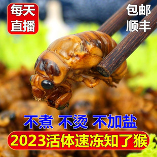 2023年知了猴新鲜活体金蝉冷冻结了龟爬叉猴非即食蚕蝉蛹