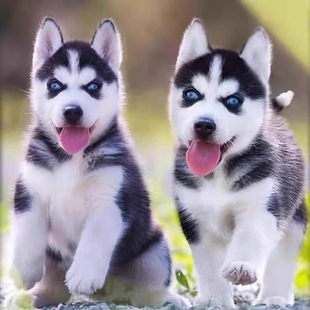 纯种哈士奇幼犬活体二哈幼犬双蓝眼三把火西伯利亚雪橇犬宠物狗狗